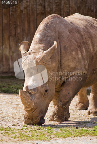 Image of rhino portrait