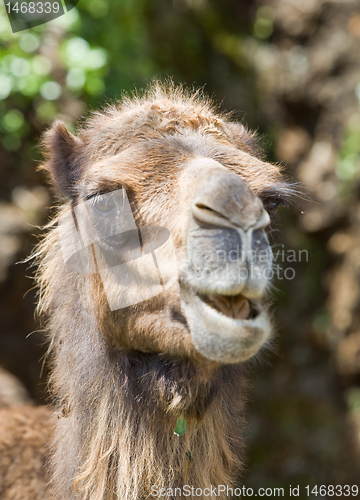 Image of animal camel