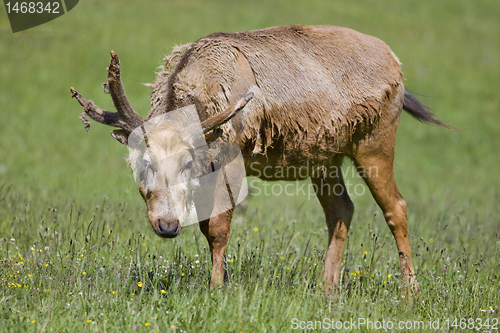 Image of deer feeding