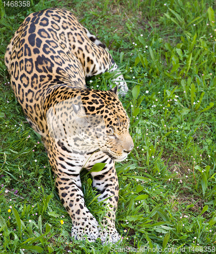 Image of panther leopard