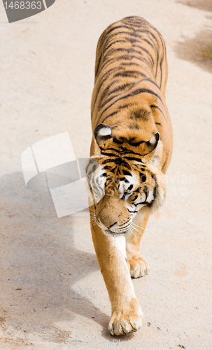 Image of wildlife tiger