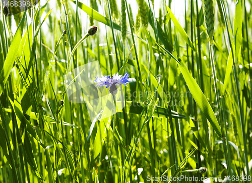 Image of Dark blue cornflower