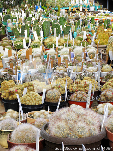 Image of Greenhouse of succulents