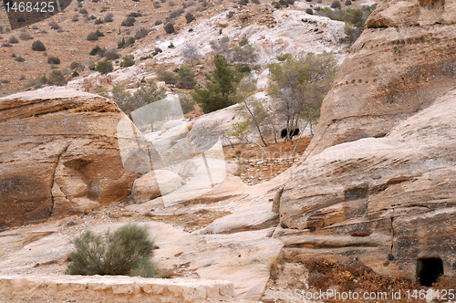 Image of Sparse Vegetation in the Mountains of Petra