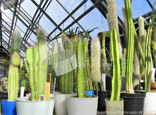 Image of Greenhouse of succulents