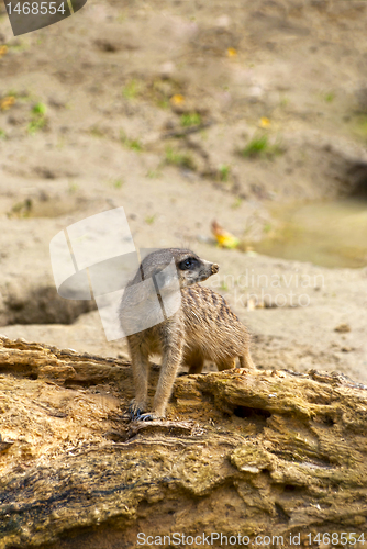 Image of Meerkat