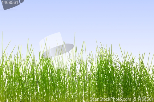 Image of grass