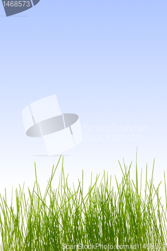 Image of grass