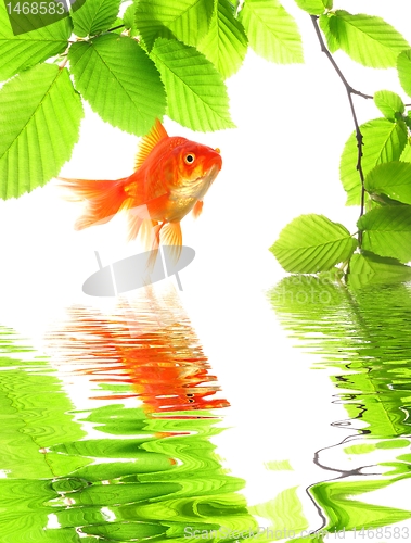 Image of goldfish