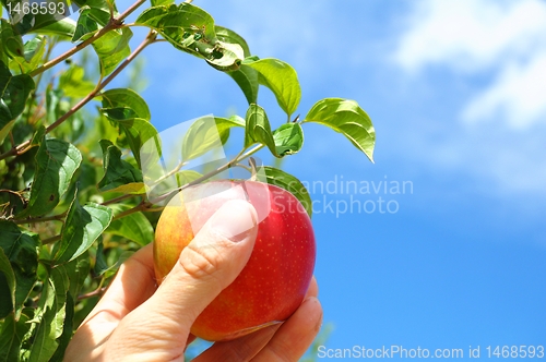 Image of apple on tree