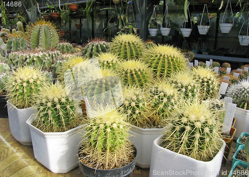 Image of Greenhouse of succulents : Echinocactus