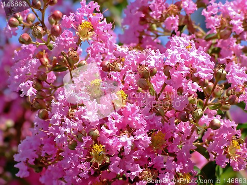 Image of Pink flower