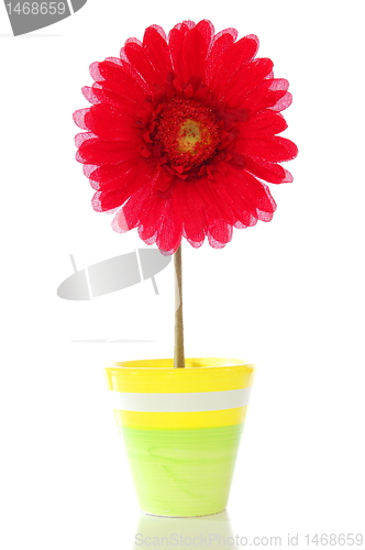 Image of flower in pot