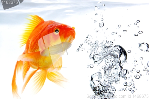 Image of goldfish