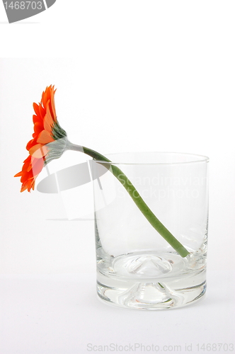 Image of isolated flower on white