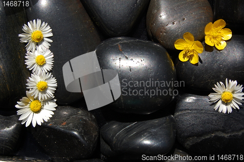 Image of daisy flowers on black stones