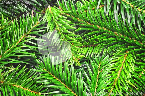 Image of fresh green fir branch
