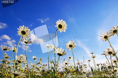 Image of daisy flower in summer