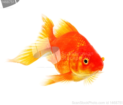 Image of goldfish