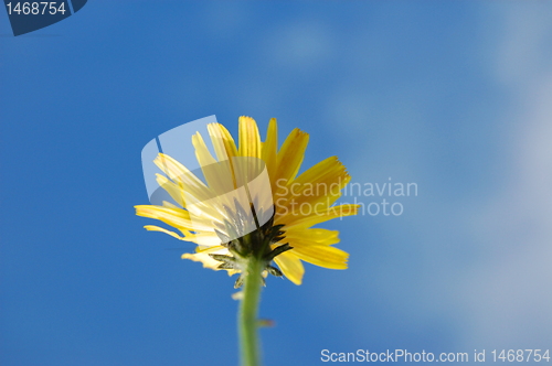 Image of flower under blue summer sky