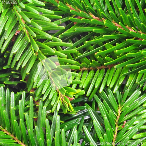 Image of fresh green fir branch