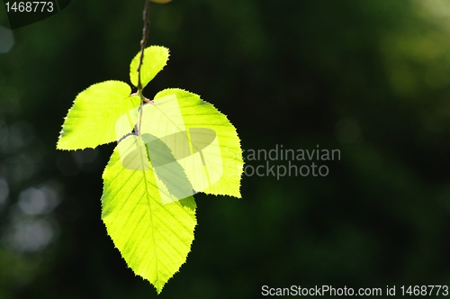 Image of leaves and copyspace