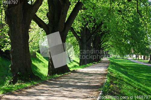 Image of summer tree alley