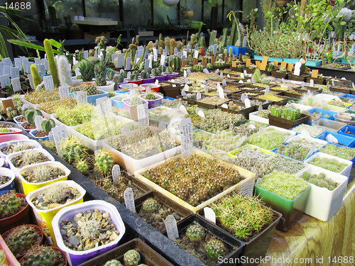 Image of Greenhouse of succulents : Ferocactus acanthodes, F. echidne, F. glaucescens, F. wislizenii,