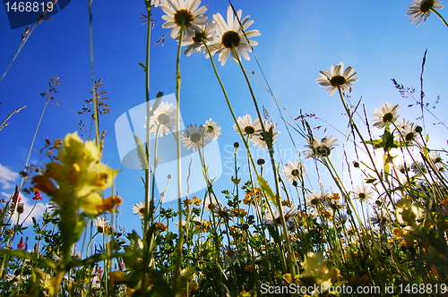 Image of daisy flower from below with blue sky