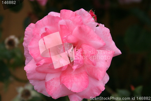 Image of Isolated pink rose