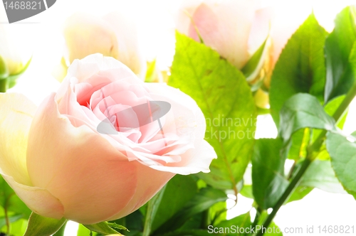 Image of bright pink roses