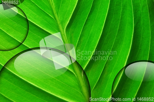 Image of fresh green leaf with water droplet