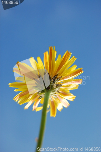 Image of flower under blue summer sky