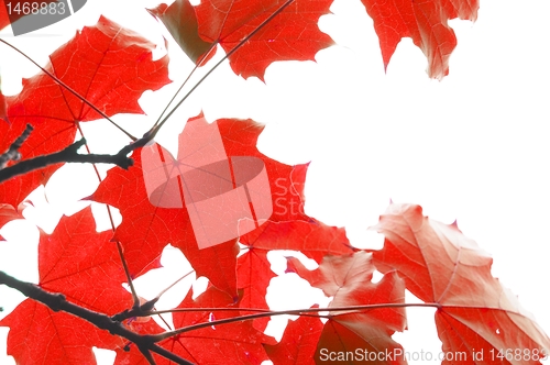 Image of red fall leaves