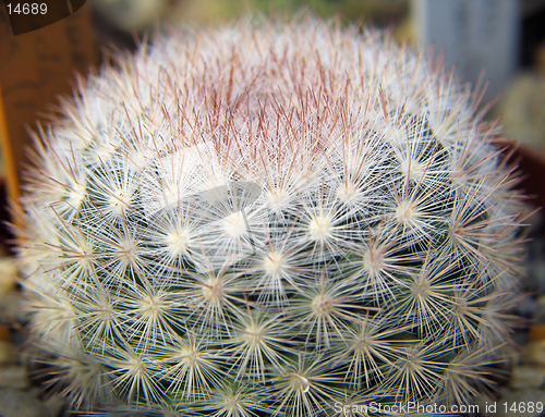 Image of Cactus