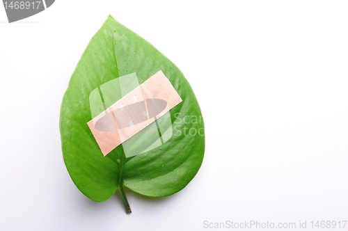 Image of ecology