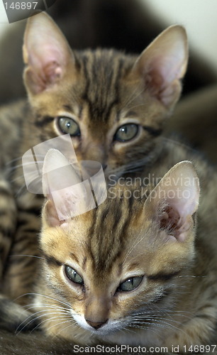 Image of Two bengal kittens