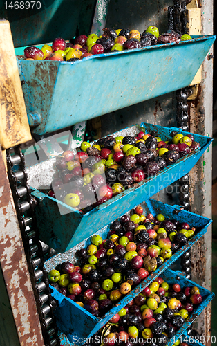 Image of Olive processing plant