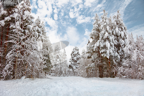 Image of Winter forest landscape