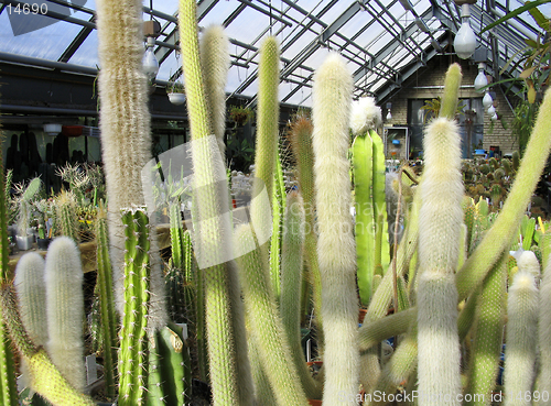 Image of Greenhouse of succulents