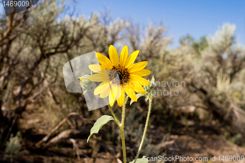 Image of Helianthus Laetiflorus Sunflower Sagebrush Desert