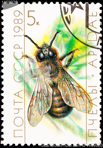 Image of Canceled Soviet Russia Postage Stamp European Honey Bee Drone