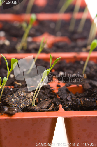 Image of Daisy Seedlings Sprouting Tray Ready Transplanting