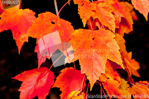 Image of Full Frame Bunch Orange Autumn Maple Leaves Tree