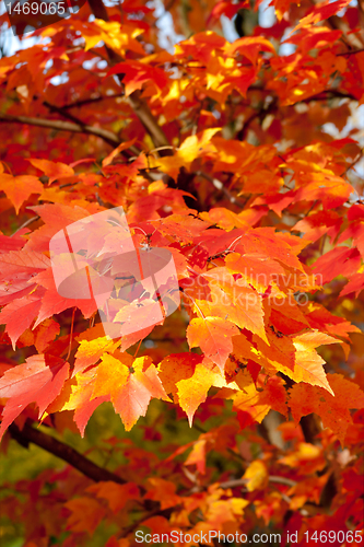 Image of Full Frame Bunch Orange Autumn Maple Leaves Tree