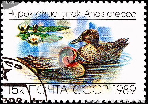 Image of Eurasian, Common Teal, Anas crecca Floating Lake