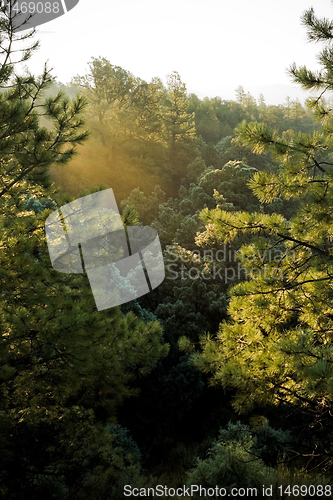 Image of Sunrise in a New Mexico Pine Forest