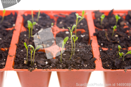 Image of Daisy Seedlings Sprouting in Pots, Isolated White