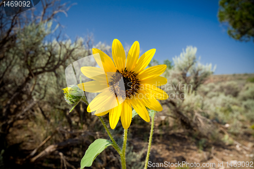 Image of Sunflower Helianthus Laetiflorus New Mexico USA