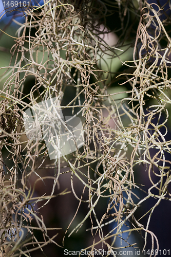 Image of Strands Hanging Spanish Moss Tillandsia usneoides
